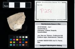 Foto (Objekt + Etikett) von Goniodromites sp.  (NHMW-GEO-2014-0194-0256)